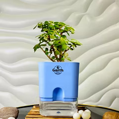 Jade Plant