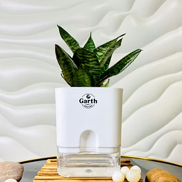 garth greens buy green snake plant with self- watering pot