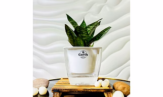 Buy Green Snake Plant with Self- Watering Pot