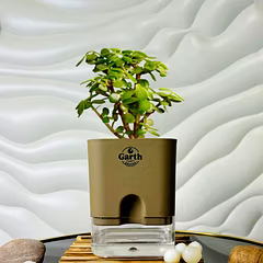 Jade Plant