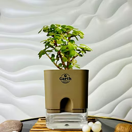 Jade Plant