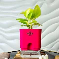Money Plant Golden