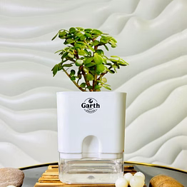 jade plant