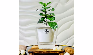 Fiddle Leaf  Fig