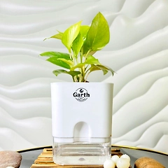 Money Plant Golden