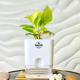 Money Plant Golden