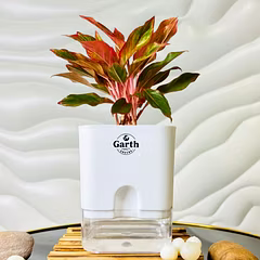 Aglaonema Red Plant with Self- Watering Pot