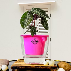 Alocasia Pink Dragon