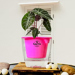 Alocasia Pink Dragon