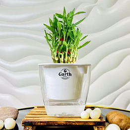 lucky bamboo plant