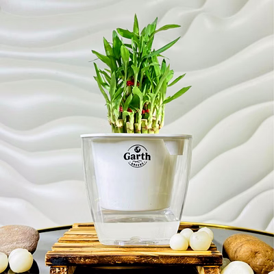 lucky bamboo plant