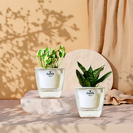 green snake + money n’ joy plant