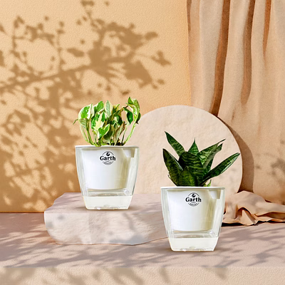 green snake + money n’ joy plant