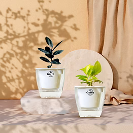 money plant golden + rubber black