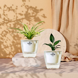 spathe peace lily + spider plant