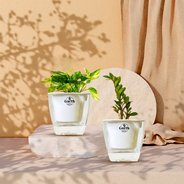 zz plant + money plant variegated