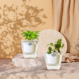 english ivy + money plant green