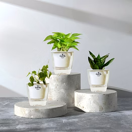 english ivy + money plant green + green snake plant