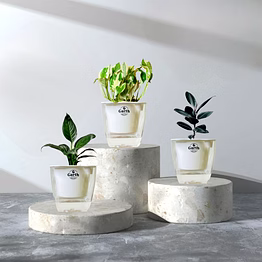 money n’ joy plant + spathe peace lily + rubber black plant