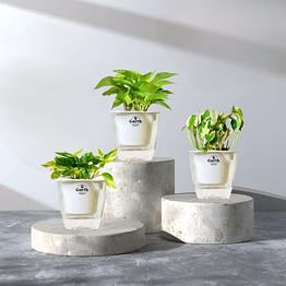 money plant variegated+ money n' joy + money plant green