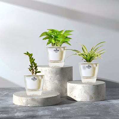 zz plant + spider plant + money plant green