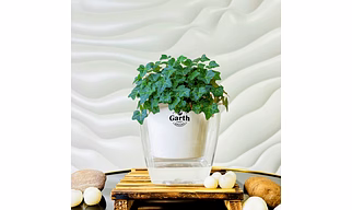 English Ivy Plant