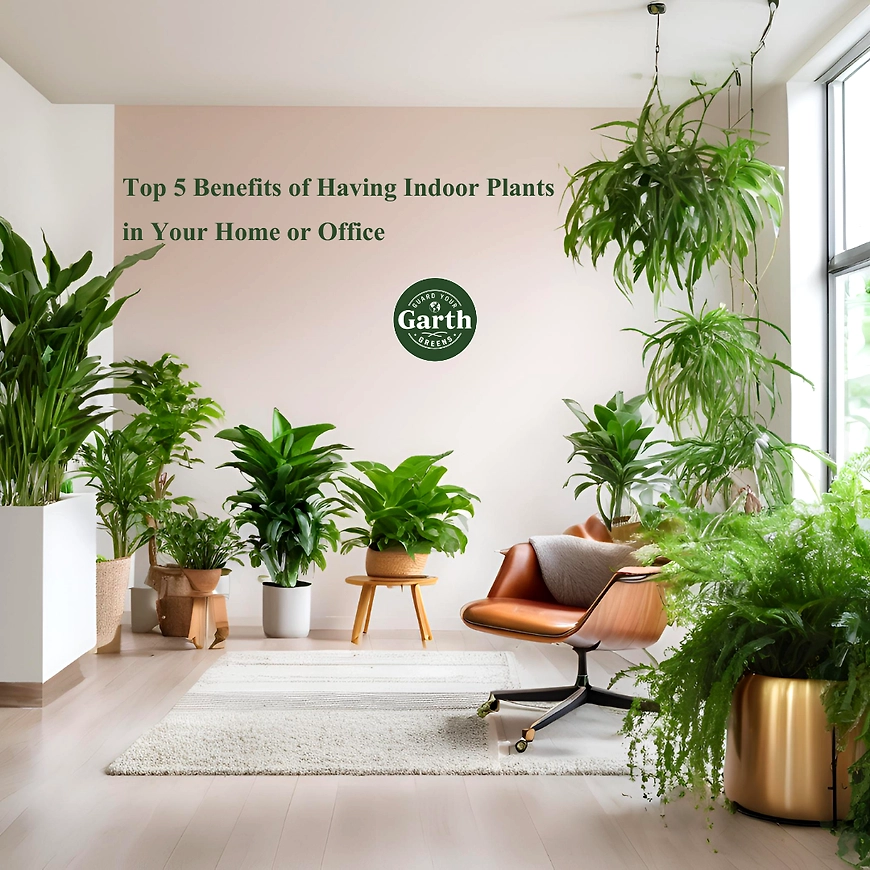 Benefits of Indoor plants