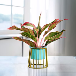 garth luxe adore (pot only)