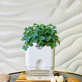 english ivy plant