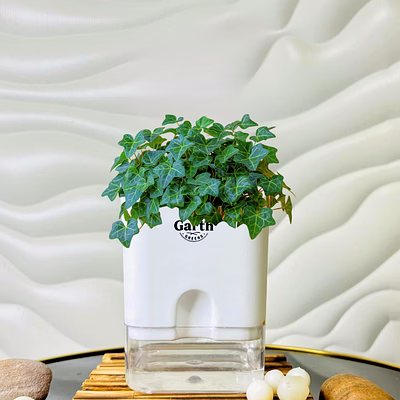 english ivy plant