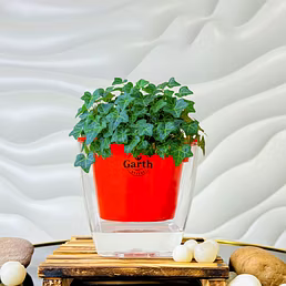 English Ivy Plant