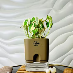 Money N’ Joy Plant