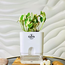 money n’ joy plant