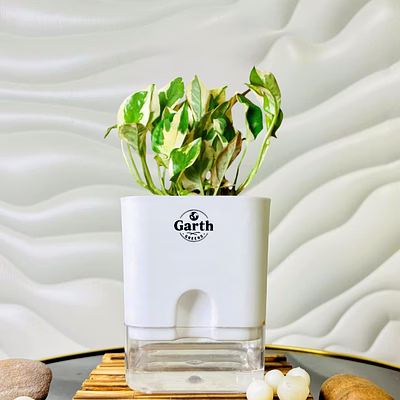 money n’ joy plant