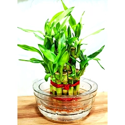Lucky Bamboo Plant