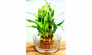 Lucky Bamboo Plant
