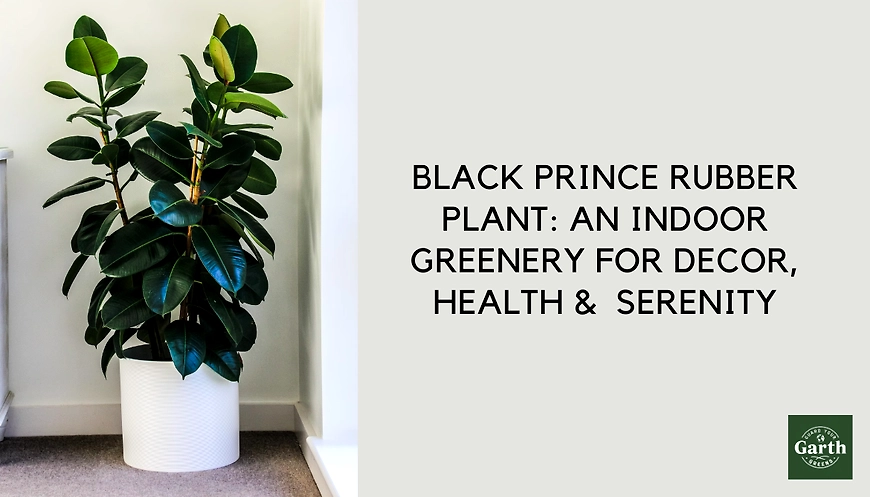 Guide to Black Rubber Plant