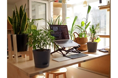 office desk plant filled desk with versatile plants