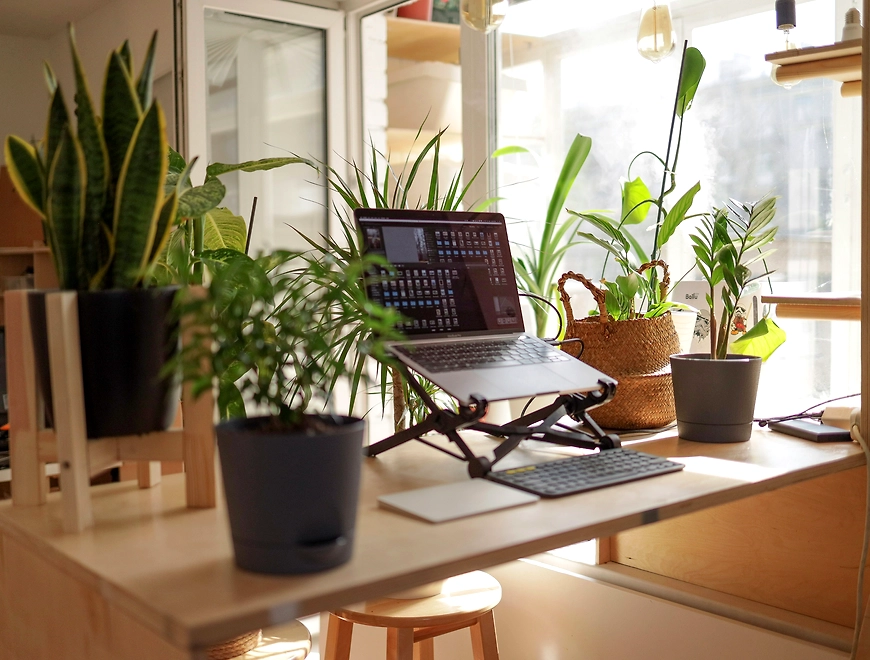 office desk plant filled desk with versatile plants