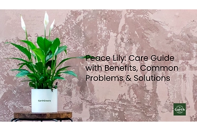 peace lily on a pot behind a pink wall
