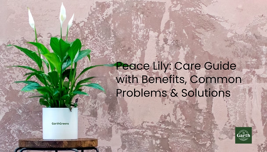 peace lily on a pot behind a pink wall