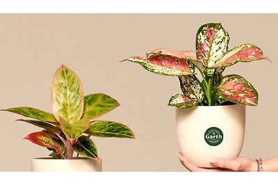 aglaonema red lipstic plant with pot