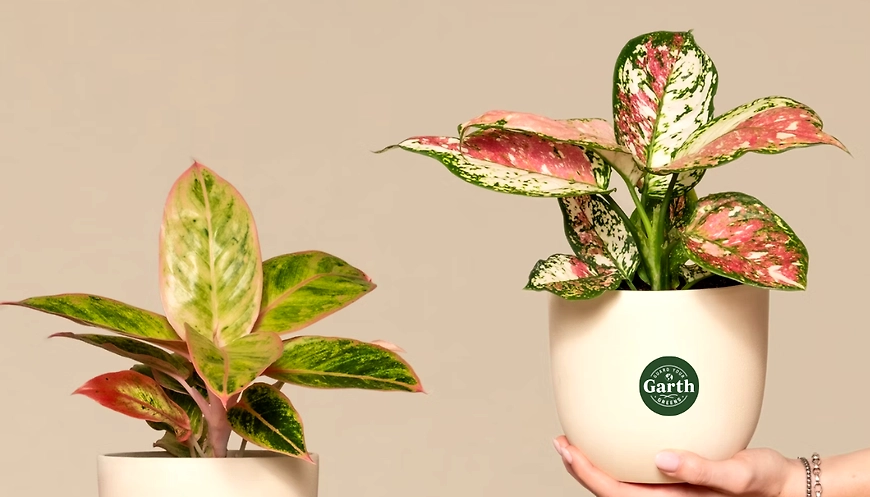 aglaonema red lipstic plant with pot