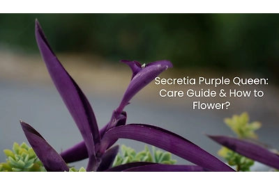 Secresia Purple Heart Plant