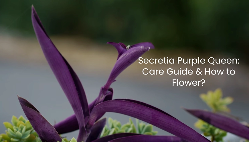 Secresia Purple Heart Plant
