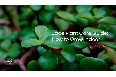 jade plant care guide