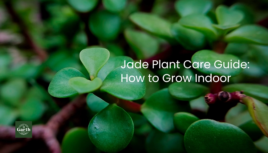 jade plant care guide