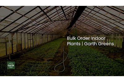 nursery in green house for bulk order