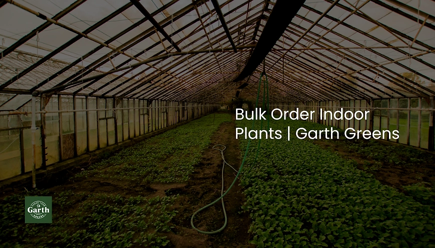 nursery in green house for bulk order