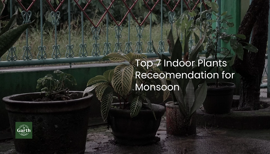 indoor plantsfor monsoon